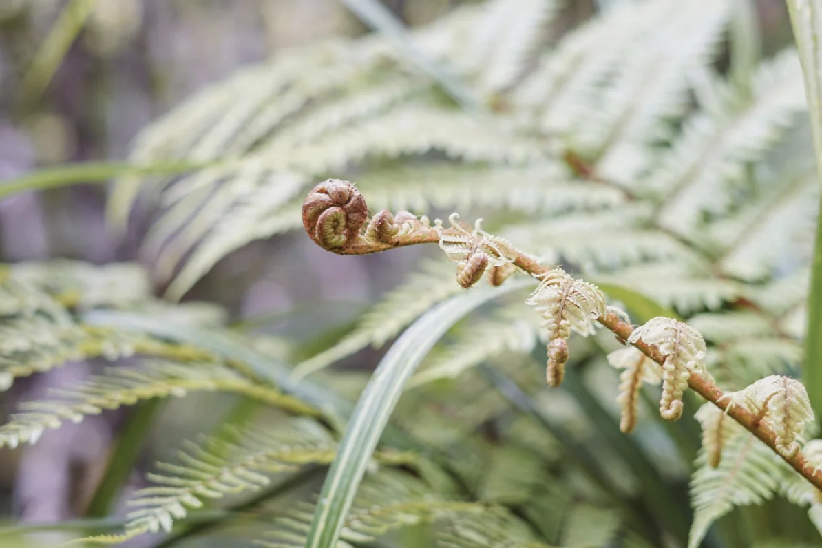 Green fern leaves unfolding